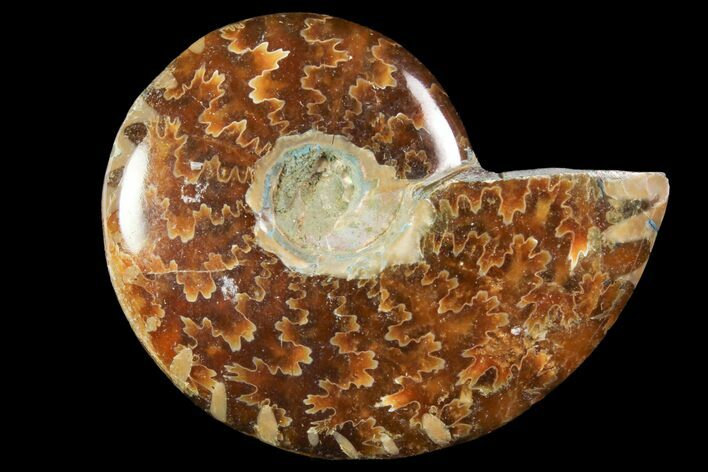 Polished, Agatized Ammonite (Cleoniceras) - Madagascar #119022
